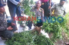 Ladang Ganja Ditemukan...
