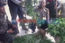 39 Pohon Ganja di Lahan...