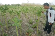 Petani Lega, Harga Jual...