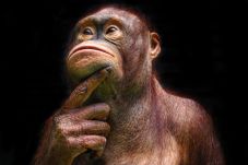 Orang Utan Narsis, Jawara...