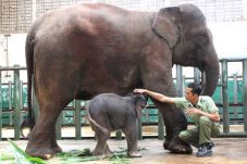 Bayi Gajah Sumatera...