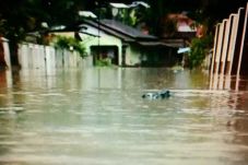 Banjir Terjang Pasaman,...