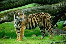 Harimau Lepas Teror...