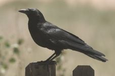 Misteri Burung Gagak...