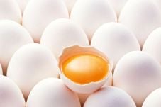 Terbongkar, Telur Engkong...