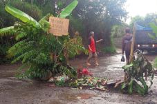 Warga Tanami Jalan Rusak...