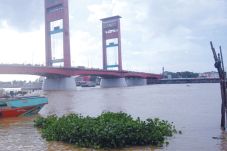 Eceng Gondok Kotori...