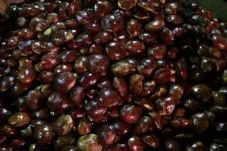 Harga Jengkol Ikuti...