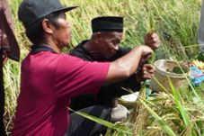 Panen Padi, Ritual Mangamoti...