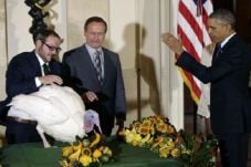 Obama Ampuni Dua Kalkun...