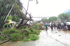 8 Pohon di Jakarta Tumbang...