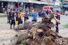 Warga Kaget Pohon Besar...