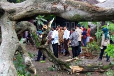 Hujan Angin, 18 Pohon...