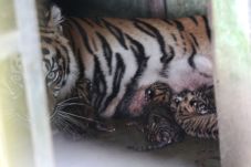 Tambah Empat Harimau...