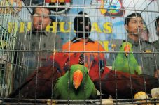 10 Burung Gagal Diselundupkan...