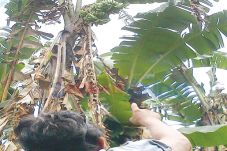 Warga Heboh Pisang Bertandan...