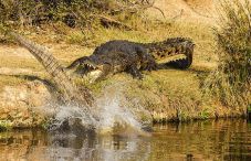 Buaya Telan Pegolf Amatir...