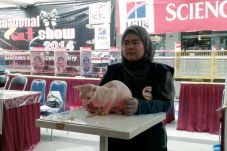 Kucing Sering Juara...