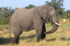 Gajah Sumatera Ditemukan...