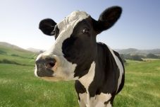 Phobia pada Sapi, Polisi...