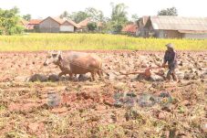Belasan Hektare Sawah...