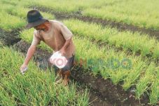 400 Hektare Sawah Jadi...