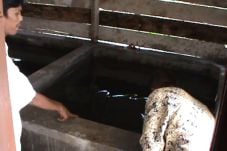 Main Kapal-kapalan,...