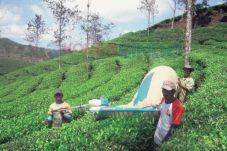 Tasikmalaya Harus Miliki...