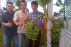 Pisang Goroho, Cita...