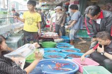 Relokasi Pasar Burung...