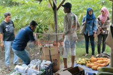 Kebun Pepaya Kalifornia...