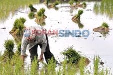 Produksi Padi Didorong...