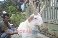 Domba Jantan Bertanduk...