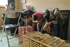 Mencuri Belasan Burung,...