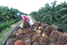Produsen Kelapa Sawit...