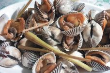 Kerang Berisiko Musnah