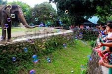 Pengunjung Ragunan Capai...