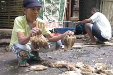 Ribuan Unggas Mati Mendadak