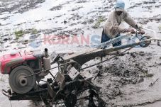 Penyaluran Pupuk Subsidi...