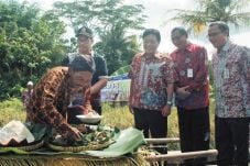 Beras Menor, Beras Premium...