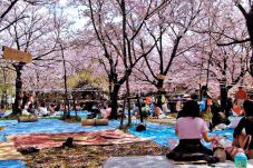 Menikmati Hanami di...