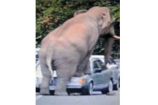 Berahi Tinggi, Gajah...