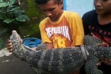 Biawak bertuliskan lafaz...