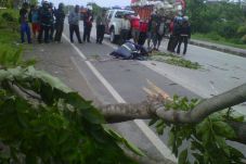 Pohon Tumbang Memakan...
