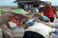 Harga Jual Gabah Mulai...