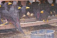 Ribuan Burung Ilegal...