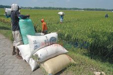 Harga Jual Gabah Terus...