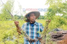 Harga Merosot, Petani...