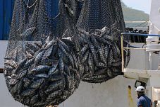 Berantas Illegal Fishing...