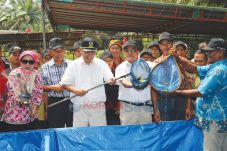 Bupati Tigor Panen 4...